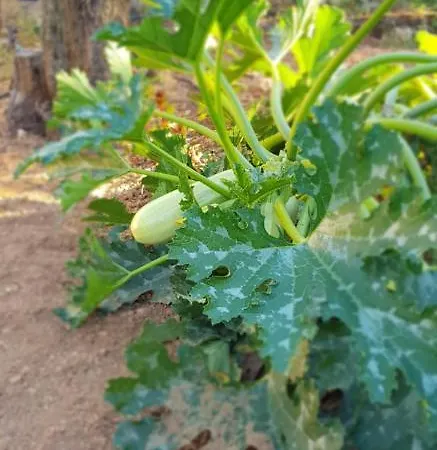 Nyaraló Sa Cova De Mallorca Sencelles