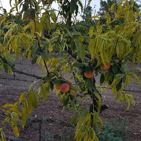 Nyaraló Sa Cova De Mallorca