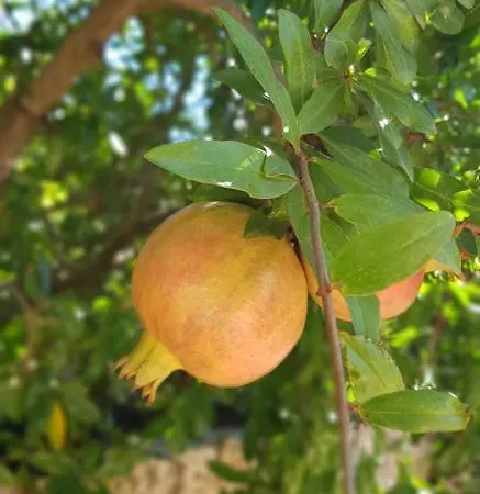 Hébergement de vacances Sa Cova De Mallorca *