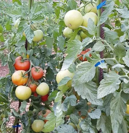 Sa Cova De Mallorca Hébergement de vacances