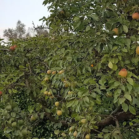 Sa Cova De Mallorca Hébergement de vacances Sencelles